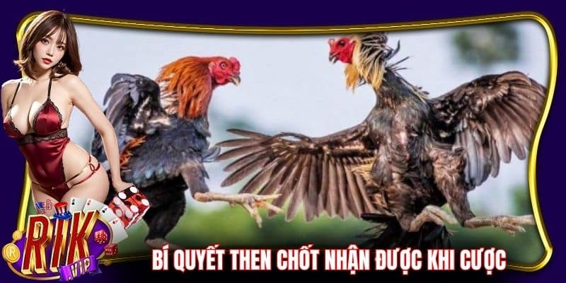 Bí quyết then chốt nhận được khi cược trận gà 24 tỉ