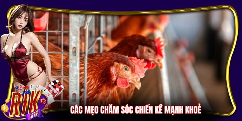 Các mẹo chăm sóc chiến kê mạnh khoẻ