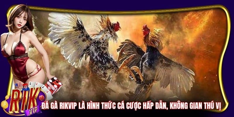 Đá gà Rikvip là hình thức cá cược hấp dẫn, không gian thú vị