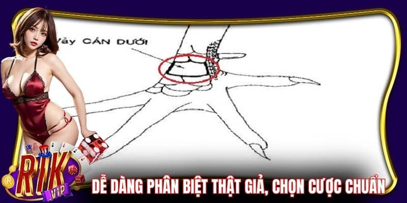 Dễ dàng phân biệt vẩy gà thần kê thật giả, chọn cược chuẩn