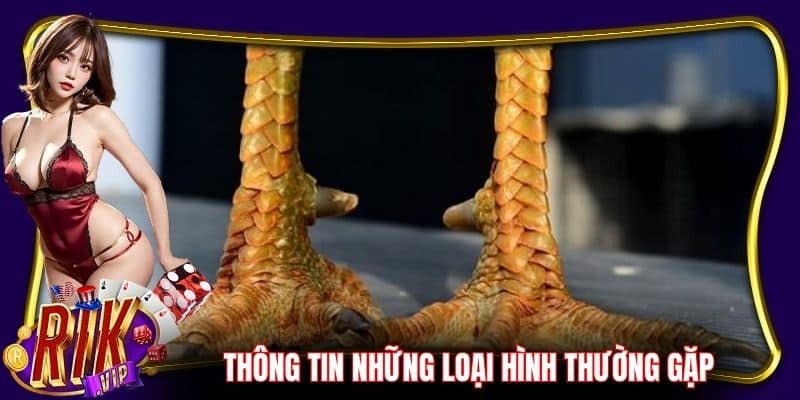 Thông tin những loại hình thường gặp khi đá gà