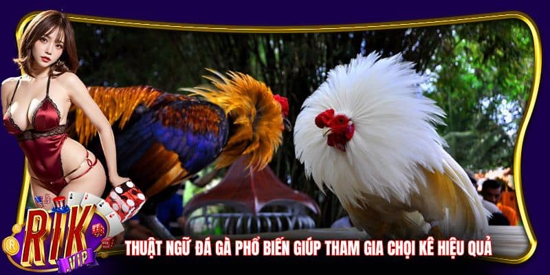 Thuật ngữ đá gà phổ biến giúp tham gia chọi kê hiệu quả