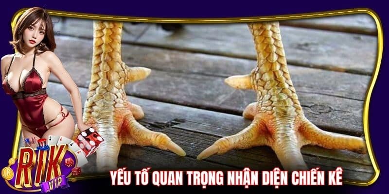 Yếu tố quan trọng nhận diện chiến kê thần thánh