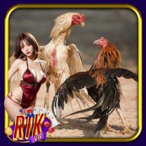 Thuật Ngữ Đá Gà RikVip - Hiểu Đúng Để Cược Thông Minh