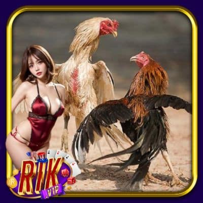 Thuật Ngữ Đá Gà RikVip - Hiểu Đúng Để Cược Thông Minh