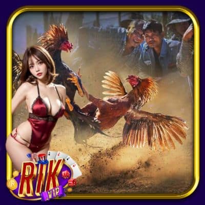 Vảy Gà Huyền Trâm Rikvip – Hiểu Về Loại Kê Truyền Thuyết
